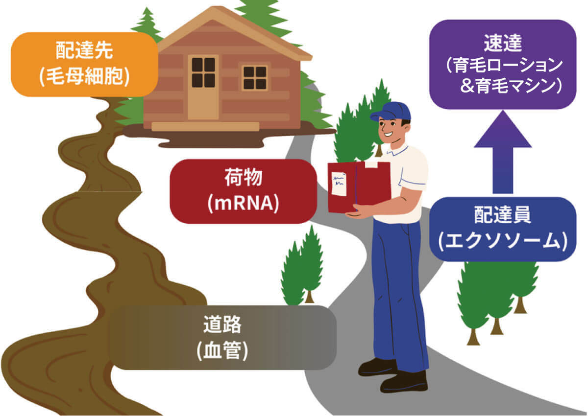 エクソソーム頭髪再生ヘッドスパプログラム